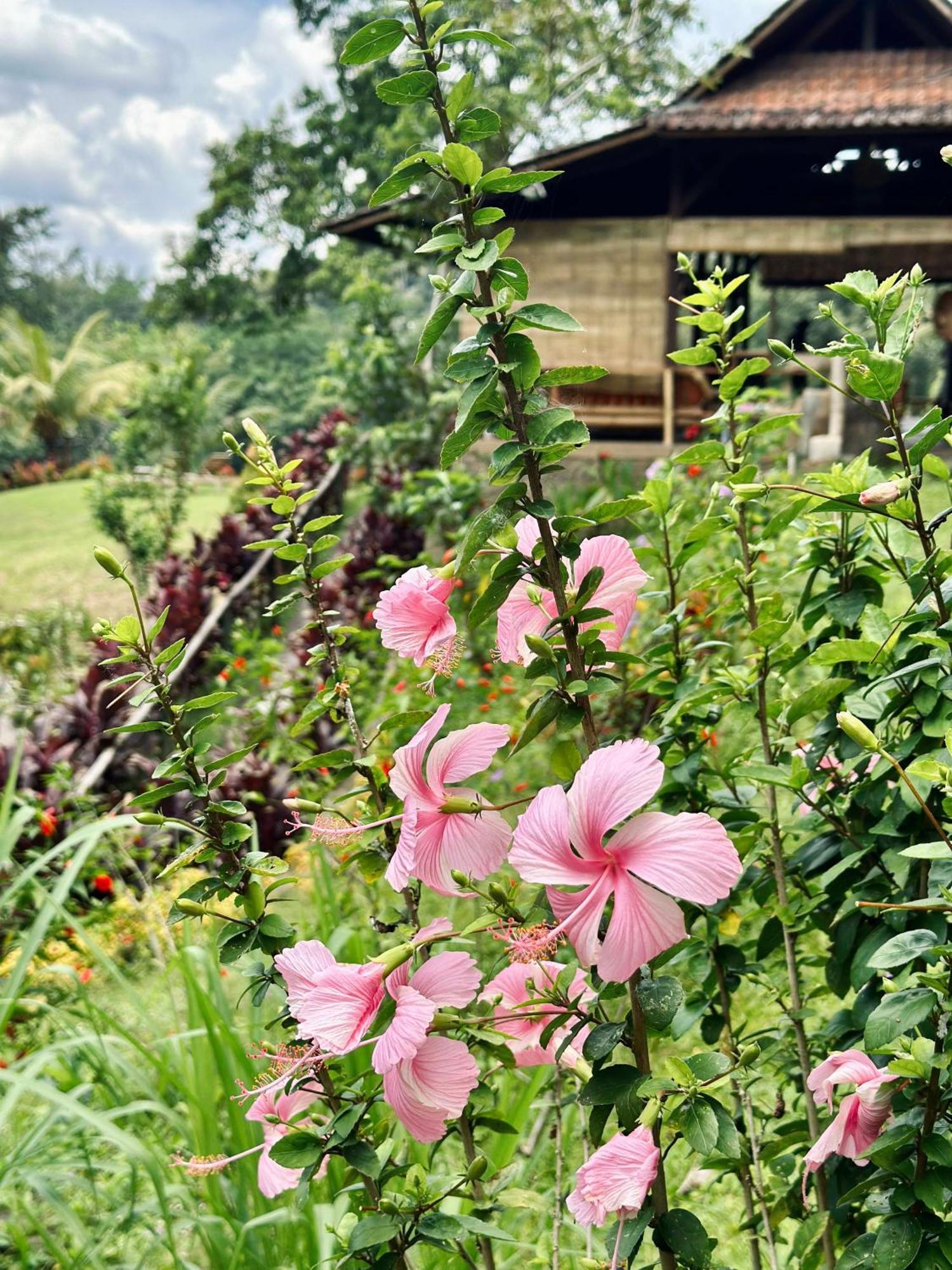 Sang Tirta Resort Penebel Extérieur photo